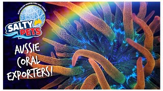 Salty Pets Tour! Behind the Scenes of an Aussie Coral Wholesaler