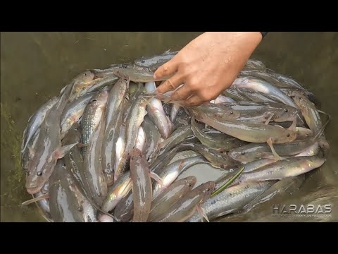 EP693-P1 - Nakatsamba Uli ng Biya | Occ. Mindoro