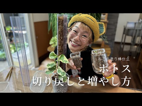 猫の足 植物