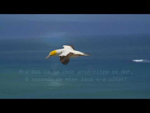 Amalia Decean - Stiu