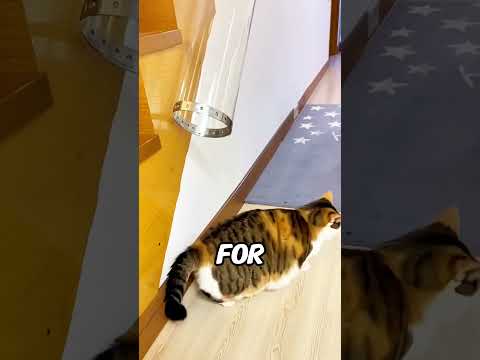 Verify that cats are liquid