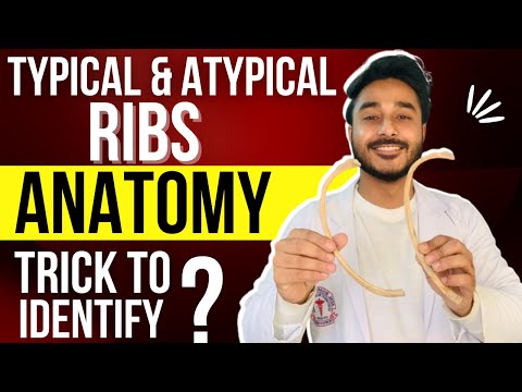 ribs anatomy identification | typical ribs anatomy | atypical ribs anatomy | true and false ribs