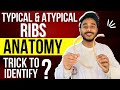 Ribs Anatomy Identification Typical Ribs Anatomy Atypical Ribs Anatomy True And False Ribs
