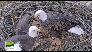 🦅Bieliki Duke Farms w Hillsborough, NJ -  para z wizytą w gnieździe 2025 10 28