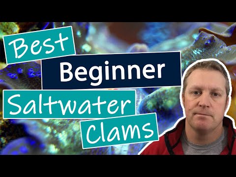Best Beginner Saltwater Clams