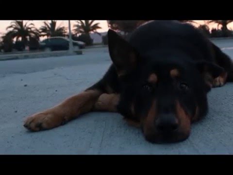 Terk edilen köpek "Sezar"