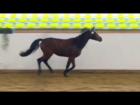 Freilaufwettbewerb Abt. Springen - Kat.Nr. 5 Stute von Con Chello/Acodetto I