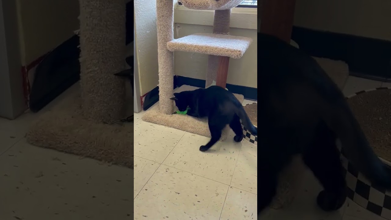 Sozo , an adopted mixed breed in Benicia, CA video 4/6