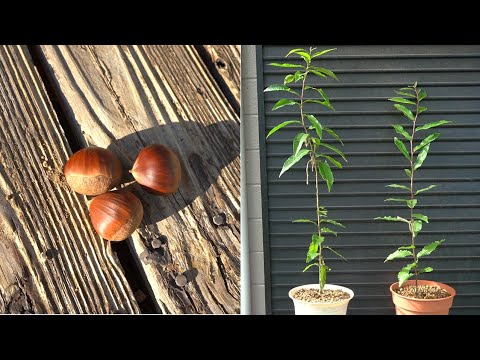 園芸 塊茎エンドウ、塊茎エンドウ、すりつぶした栗