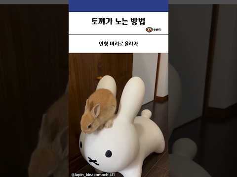 토끼가 노는 방법
