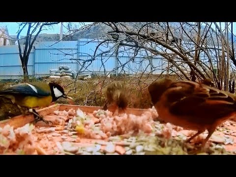 Крымская зима, кормим птиц. Кто прилетел на кормушку