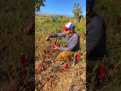 Producción de Pimiento en Santa María