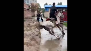 tiktok balap kuda berakhir tragis YouTube shorts #shorts #pacuankuda