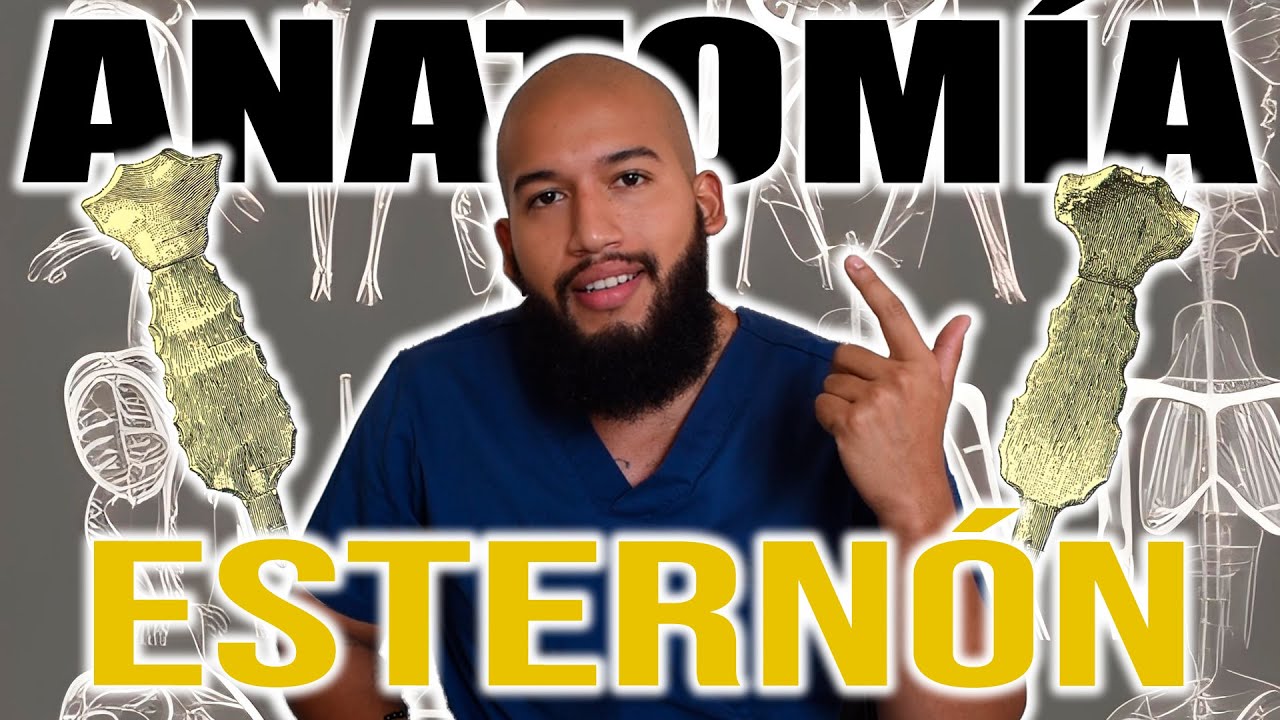 ANATOMÍA - ESTERNON (Manubrio, Cuerpo, Proceso Xifoideo, Inserciones Musculares, Caras y Bordes)