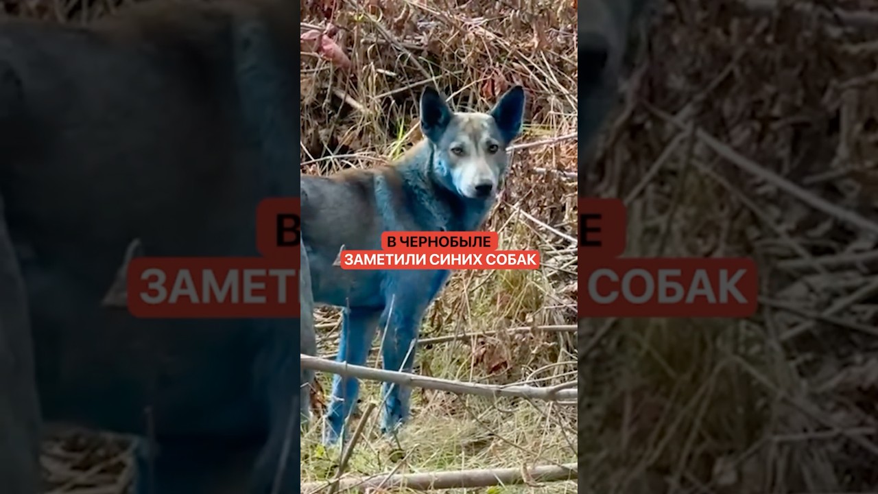 Chernobyl's Blue Canines: Experts Attribute Striking Fur Color to Chemical Exposure, Not Radiation