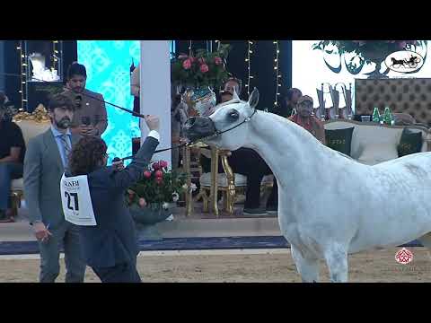 N 27 FANATICAA   Straight Egyptian World Championship 2021