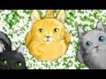 warrior cats why did you change? 