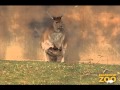 Adorable Kangaroo Joeys At Brookfield Zoo