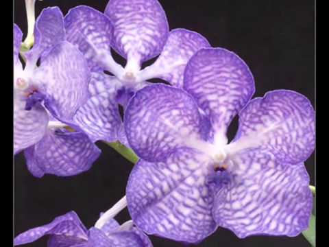 Wild Orchid - (by OlenKa Orhidea*)