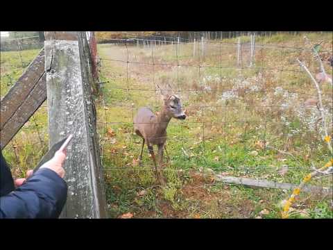 október 28. 2017. Somogyszob