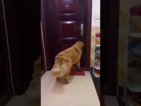 Anjing yang sangat pintar