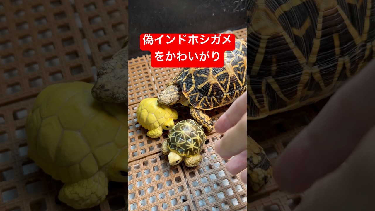 インドホシガメにそっくりフィギュアをプレゼント【てのりフレンズ】