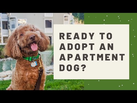 YouTube video about: Can you dog sit in an apartment?