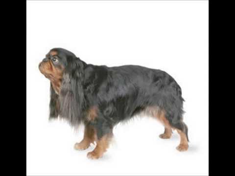 English Toy Spaniel