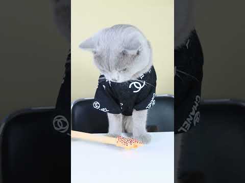 Egg Heals Wound Is Real Or Fake?Part2😱😱| Funny Cat TikTok Challenge  #funnycat #catsoftiktok #shorts