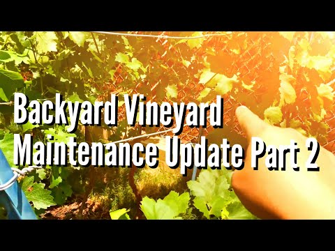 Backyard Vineyard Maintenance Update Part 2 06-14-15 (HDEG)