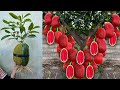 Unique Techniques For Grafting Watermelon With Jackfruit / Grafting Watermelon With jackfruit