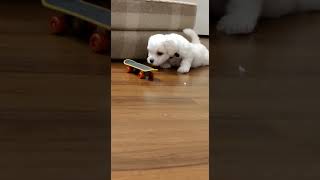 Bichon Frise Puppies Videos