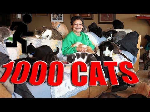 LYNEA LATTANZIO THE WOMAN IN WHOSE HOUSE HE LIVES MORE THAN 1000 CATS | HOW AND WHY
