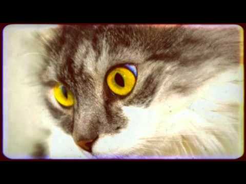 6 Amazing Cat Facts