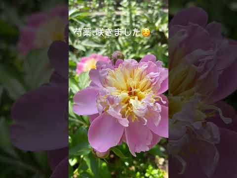 スローガーデニング、ケサコ？ 2023年、穏やかに楽しくガーデニングをするための「スローガーデニング」5原則  庭園