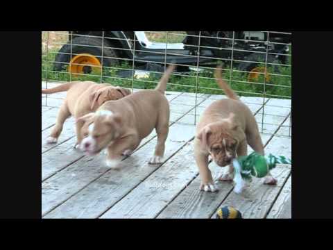 buffdogs Bo x Electra female pups.wmv