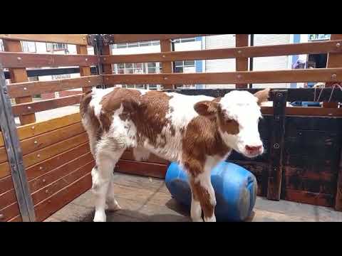 Ternero Normando🐮