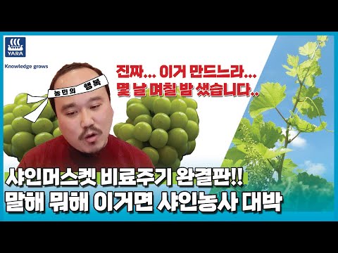 , title : '샤인머스켓 비료주기 완결판! 농사성공만 남았다! | 농사 100단'