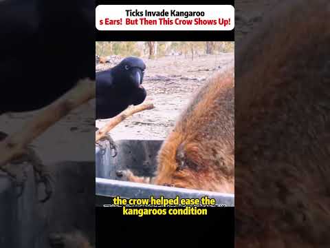 Ticks Invade Kangaroo’s Ears!  But Then This Crow Shows Up! #Kangaroo #Crow #NatureHelp