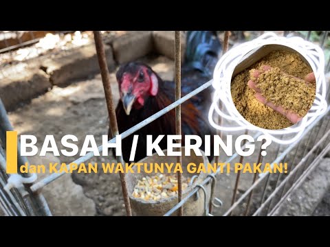 , title : 'Keseharian Memberi Makan Ayam Ayam di Kandang Rumah | Ternak Ayam'