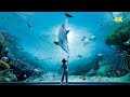 ACQUARIO DI GENOVA 4K