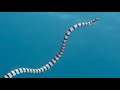 Facts The Sea Snake