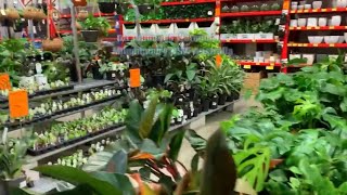 Where I buy Terracotta Pots and Plants