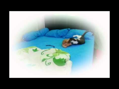 The Ultimate Combat. featuring Kito & Muii