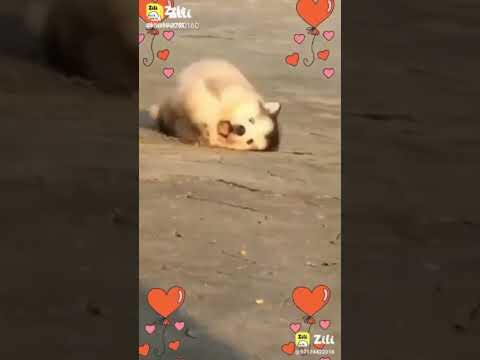 Nice dogs Video #viral #shorts #subscribe