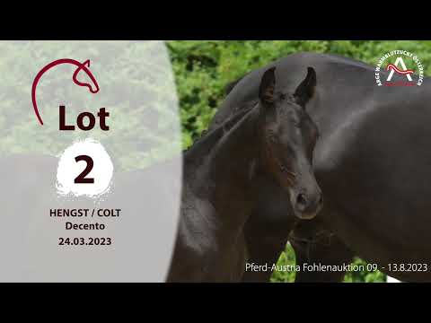 🍀 Lot02 - Decento - www.fohlenauktion.at 🍀