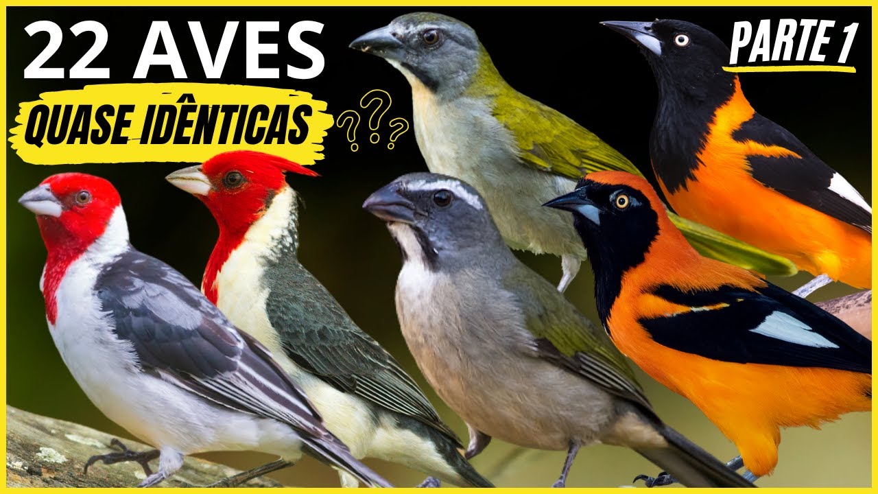 22 Aves Quase Idênticas "APRENDA a DIFERENCIAR" e os Cantos Das AVES!