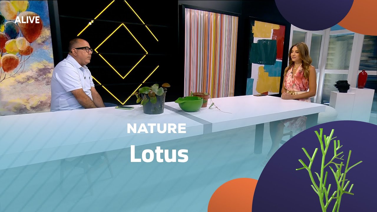 Nature - 24/07/2025 - Lotus