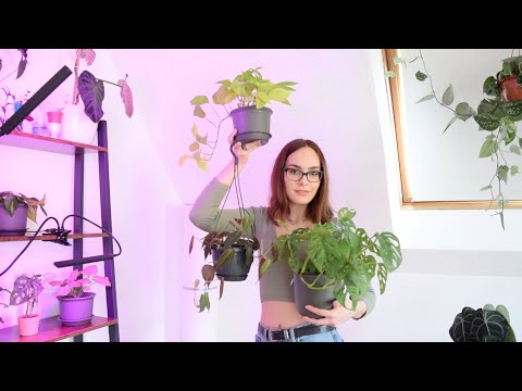 , title : '5 Εύκολα Φυτά Εσωτερικού Χώρου για Αρχάριους! | Super Easy Houseplants'