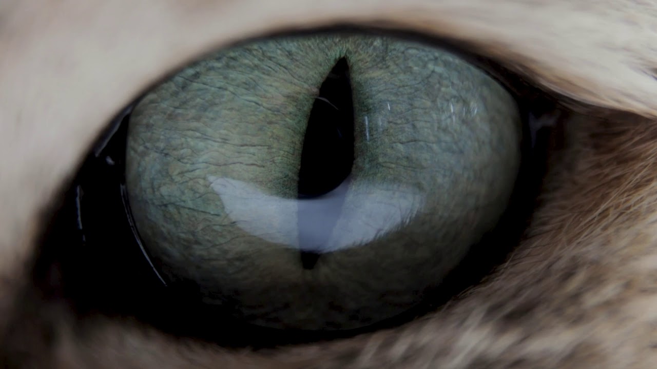 Shutterstock | Eye Candy - now 10% off